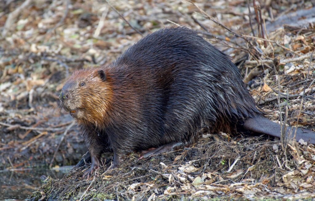 Beaver Statue Honoring the United States Is Smashed in Toronto