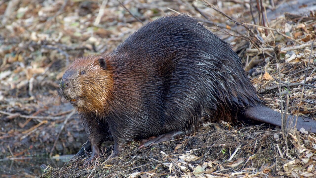 Vandalized Beaver Statue in Toronto Marks U.S. World Cup Art Installation