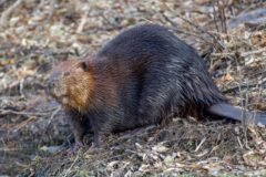 Beaver Statue Honoring the United States Is Smashed in Toronto
