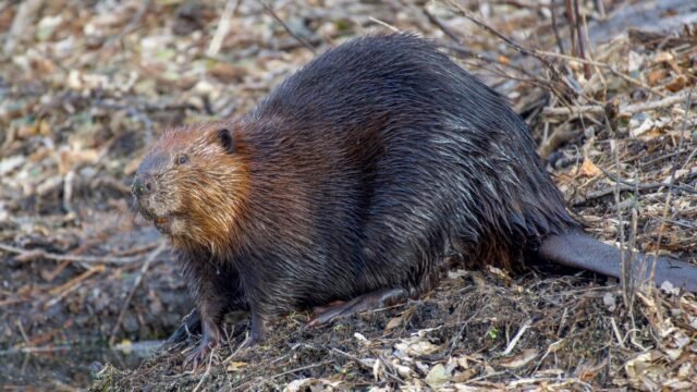 Beaver Statue Honoring the United States Is Smashed in Toronto