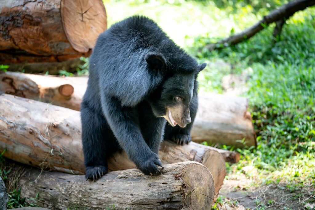 Brazen Japanese Bears Are Breaking Into Homes and Raiding Pantries