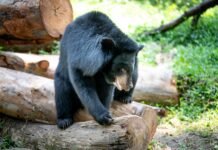 Japan’s Bears Invade Homes, Driven by Climate and Demographics Brazen Japanese Bears Are Breaking Into Homes and Raiding Pantries