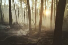 Canada Wildfires: What to Know