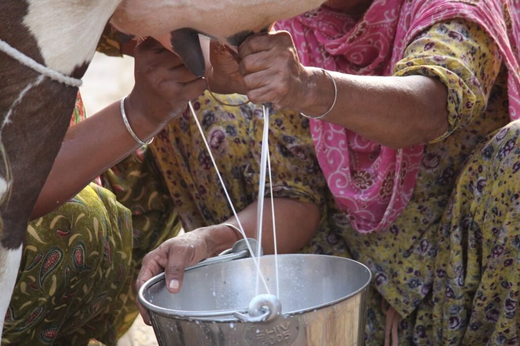 FDA conducts UT-wide drive, collects 170 milk samples for quality testing