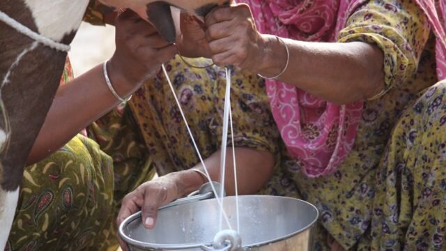 FDA conducts UT-wide drive, collects 170 milk samples for quality testing