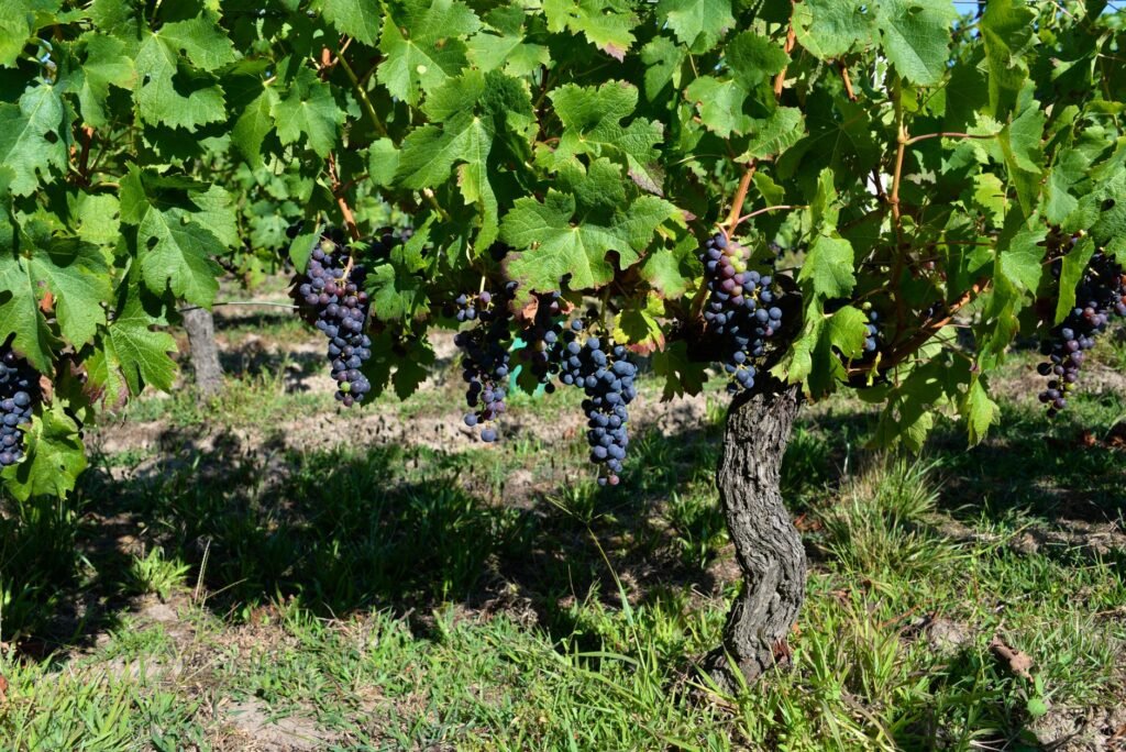 Fire Raging Near Bordeaux Brings More Bad News for Its Vineyards