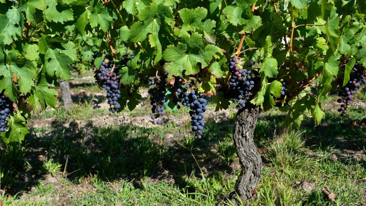 Bordeaux Vineyards Face New Threat as Massive Wildfire Rages Nearby
