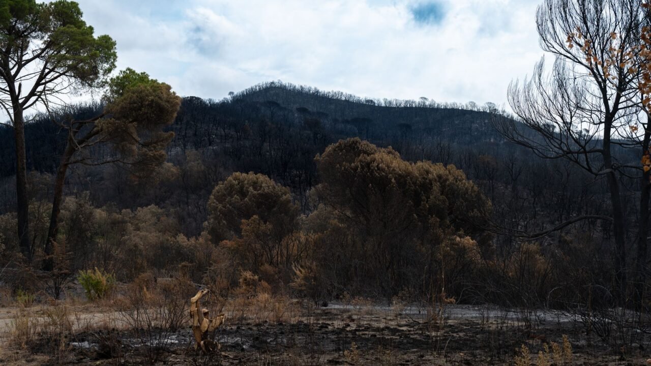 France Battles Unprecedented ‘Fire Cloud’ Phenomenon Amidst Wildfires