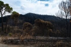 Heat From France’s Wildfires Creates a ‘Fire Cloud,’ or Pyrocumulonimbus