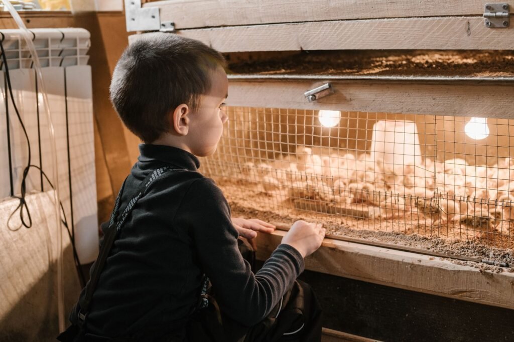 Heat waves are taking a big toll on chickens