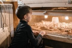 Heat waves are taking a big toll on chickens