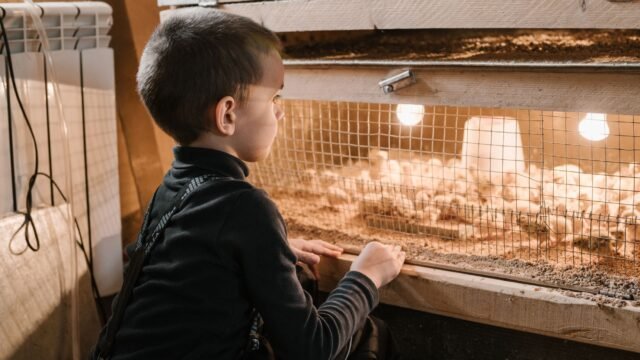 Heat waves are taking a big toll on chickens