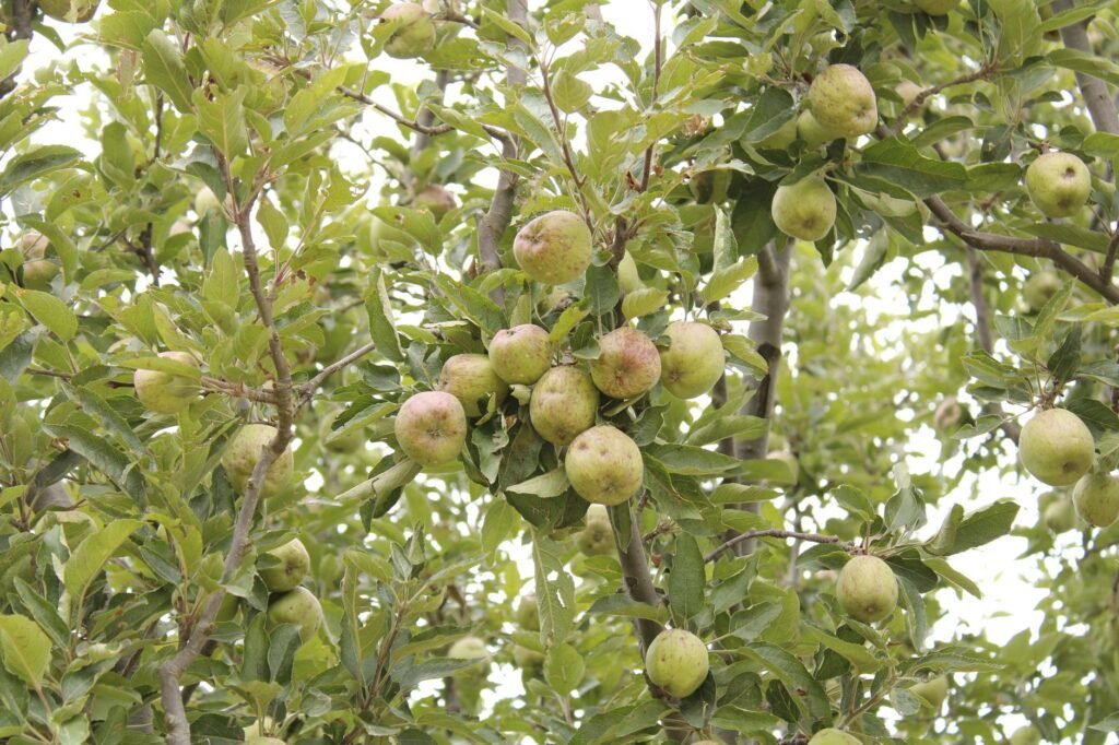 Himachal: Shifting weather pattern and its impact on fruits, crops