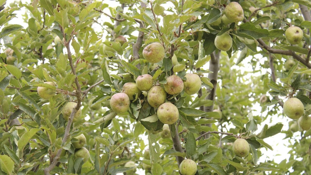 Himachal’s Fruit Yield Threatened by Shifting Weather Patterns