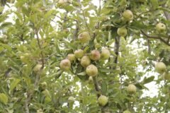 Himachal: Shifting weather pattern and its impact on fruits, crops