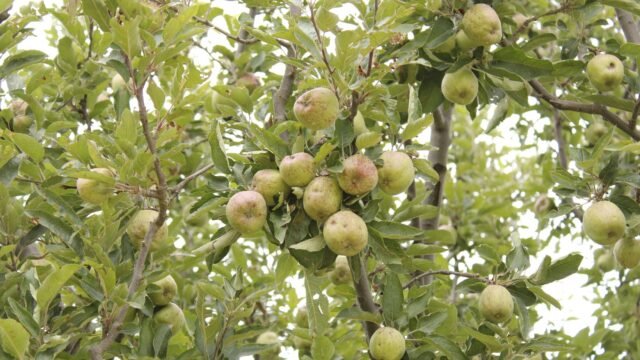 Himachal: Shifting weather pattern and its impact on fruits, crops