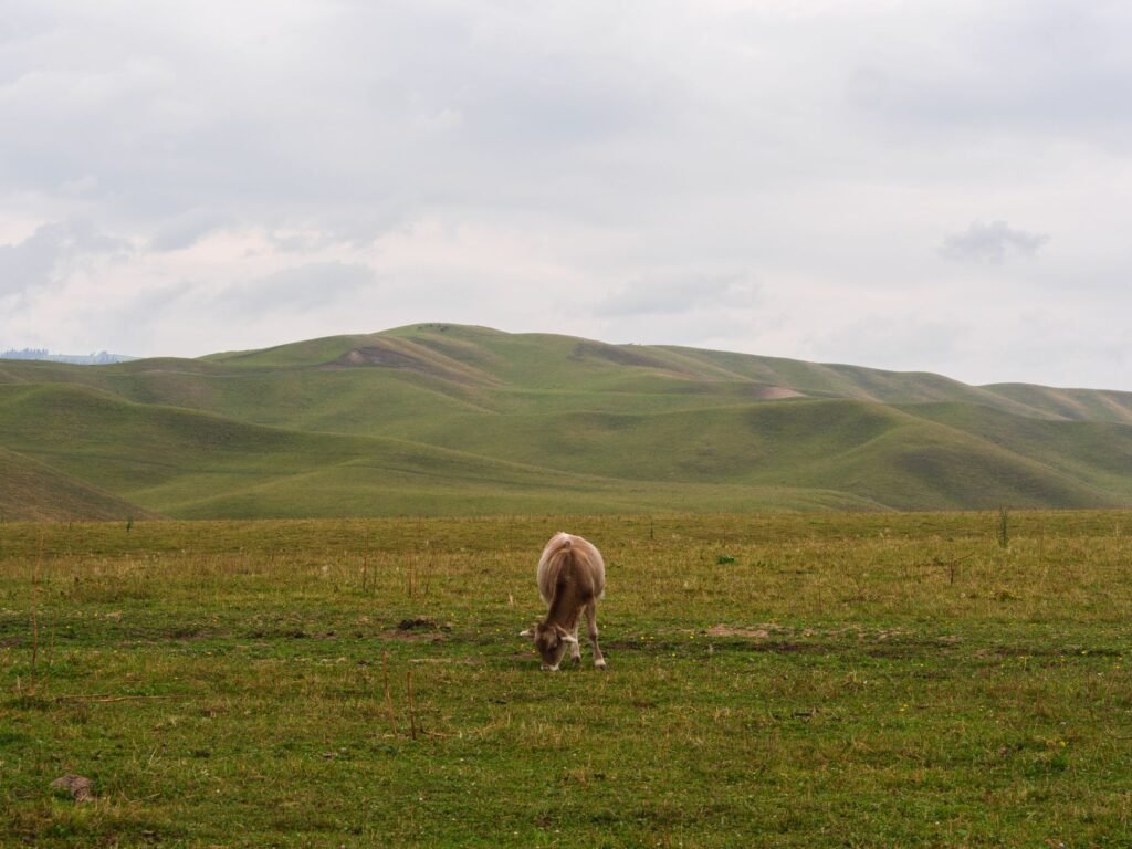 How Climate Change and Tariffs Help China Raise More Cattle