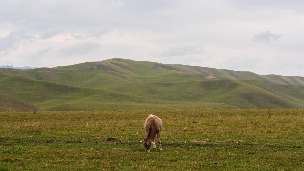 China’s Beef Boom: Climate Shifts and Tariffs Fuel Domestic Herd Growth