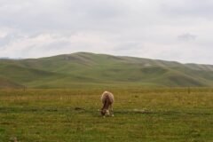 How Climate Change and Tariffs Help China Raise More Cattle