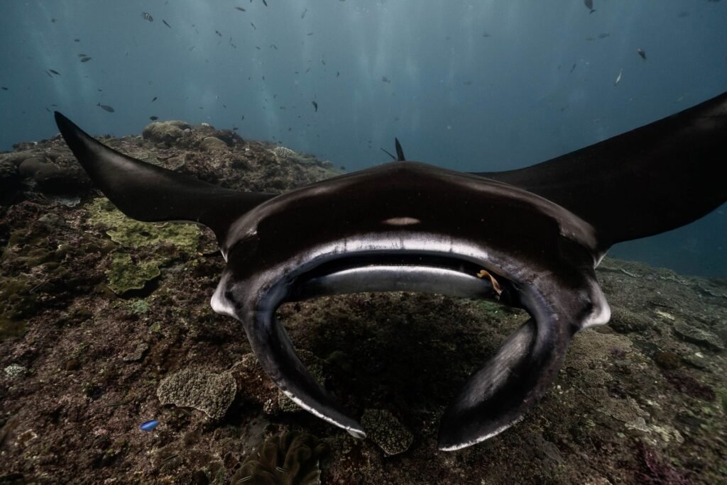 How to Tell if a Giant Manta Is Pregnant? Give Her an Ultrasound.