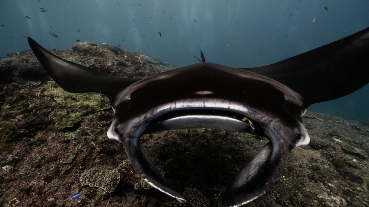 Underwater Ultrasound Reveals Elusive Giant Manta Ray Pregnancies