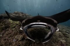 How to Tell if a Giant Manta Is Pregnant? Give Her an Ultrasound.