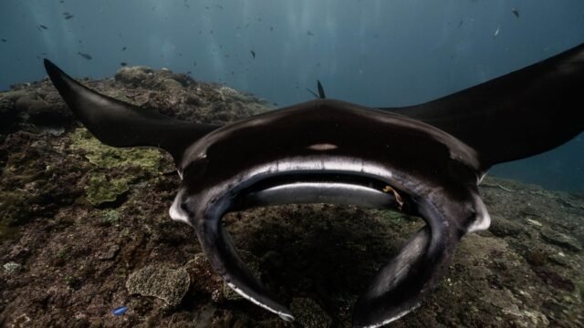 How to Tell if a Giant Manta Is Pregnant? Give Her an Ultrasound.