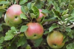 J&K plans European-standard apple nurseries to reduce dependence on imports