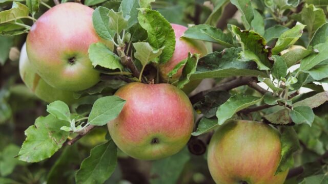 J&K plans European-standard apple nurseries to reduce dependence on imports