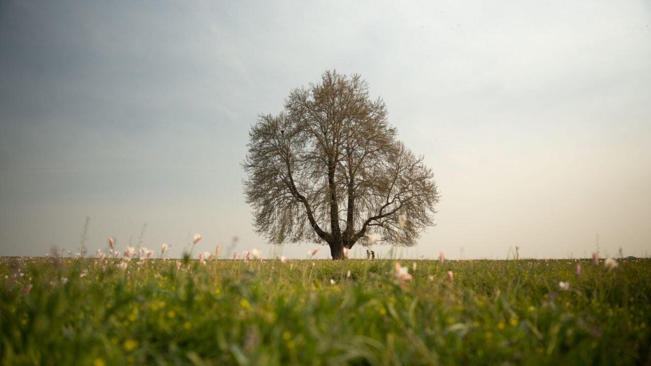 J&K Aims to Be Knowledge Hub as Chinar Book Festival Opens