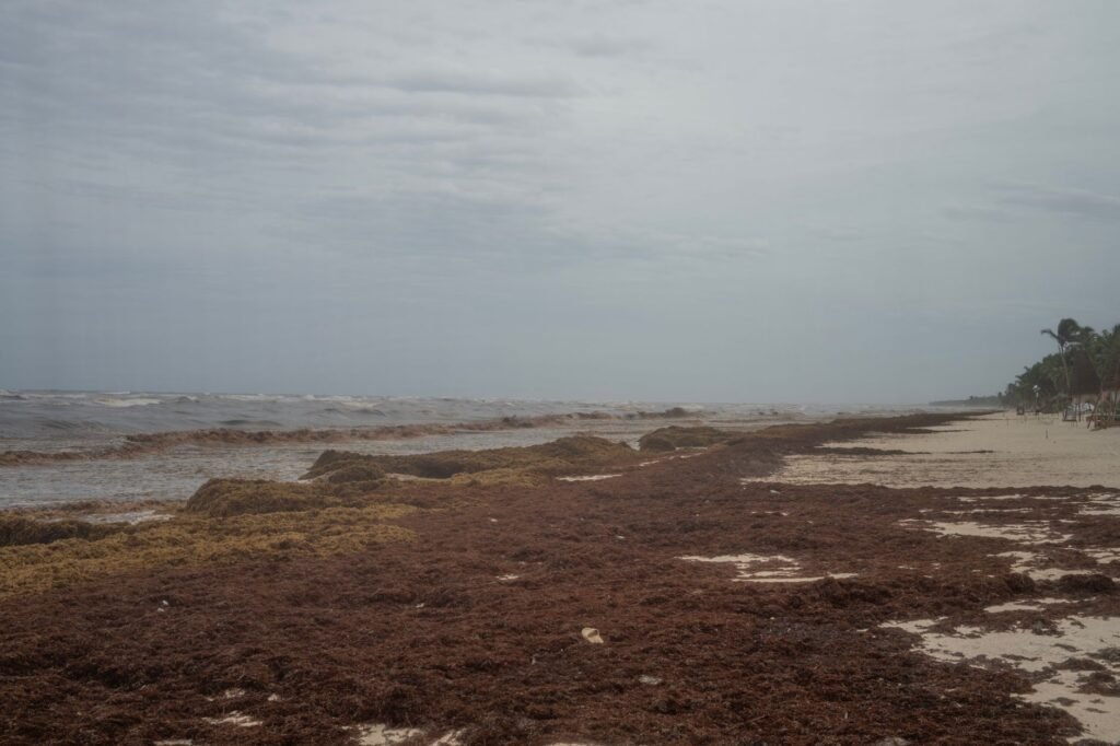 Mexico’s President Unveils Plan to Fight Seaweed That Is Choking Beaches