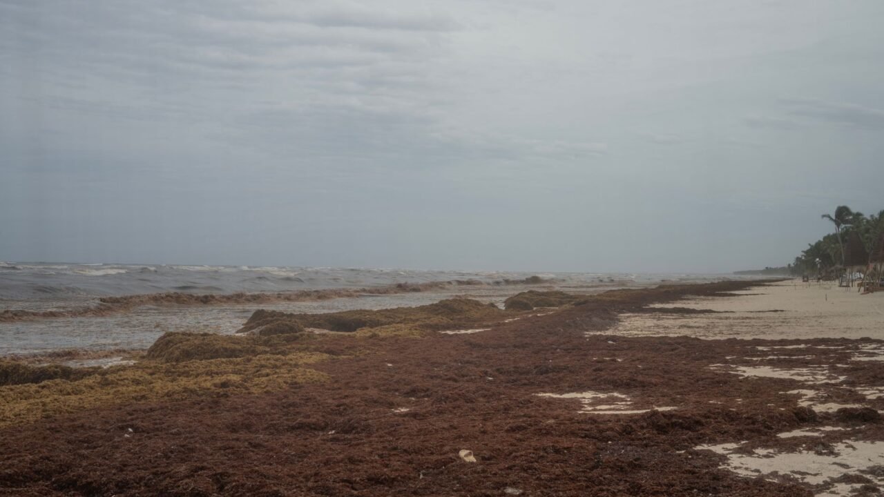 Mexico Launches Ambitious Plan to Combat Record-Breaking Sargassum Seaweed Influx