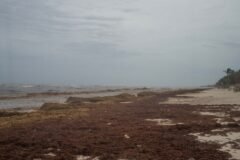 Mexico’s President Unveils Plan to Fight Seaweed That Is Choking Beaches
