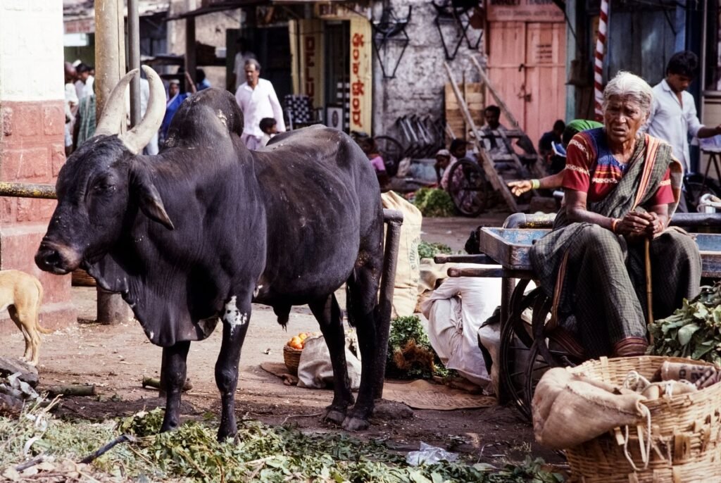 Punjab assures relief for J&K livestock traders after Minister’s intervention