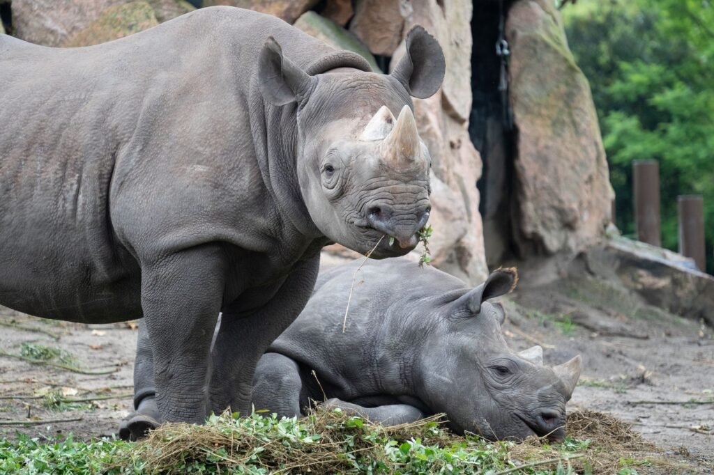 Trump Cuts Habitat Protections for Endangered Species
