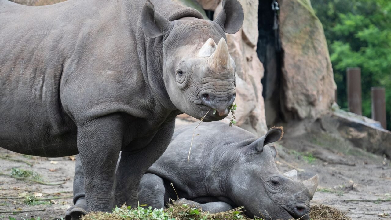 US Eases Endangered Species Protections, Sparking Environmental Concerns