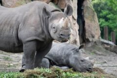 Trump Cuts Habitat Protections for Endangered Species