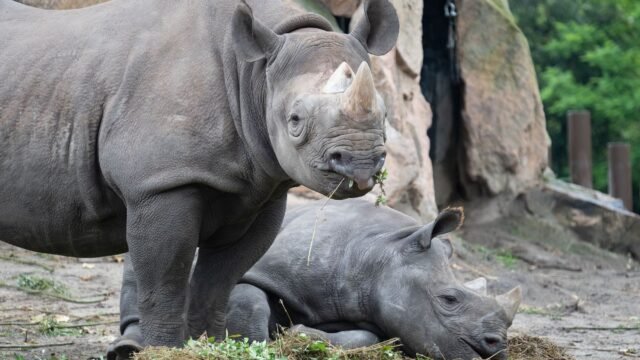 Trump Cuts Habitat Protections for Endangered Species