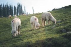 Valley’s mutton crisis ends: Punjab govt revokes 4% tax on vehicles transporting livestock