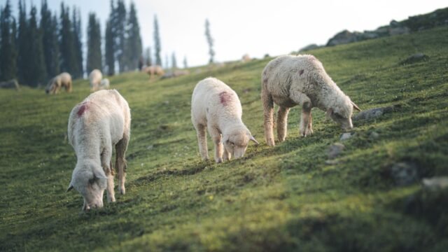 Valley’s mutton crisis ends: Punjab govt revokes 4% tax on vehicles transporting livestock