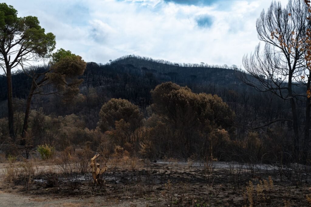 Wildfire in France Rages Near Bordeaux, a Famed Wine City