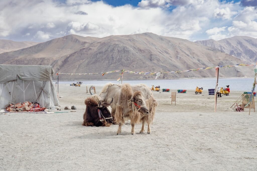 Yak population in Ladakh’s Nubra rises 20%, authorities push for conservation