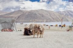 Yak population in Ladakh’s Nubra rises 20%, authorities push for conservation