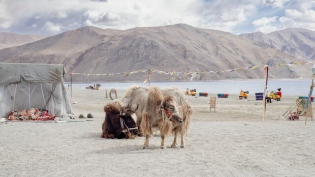 Yak population in Ladakh’s Nubra rises 20%, authorities push for conservation