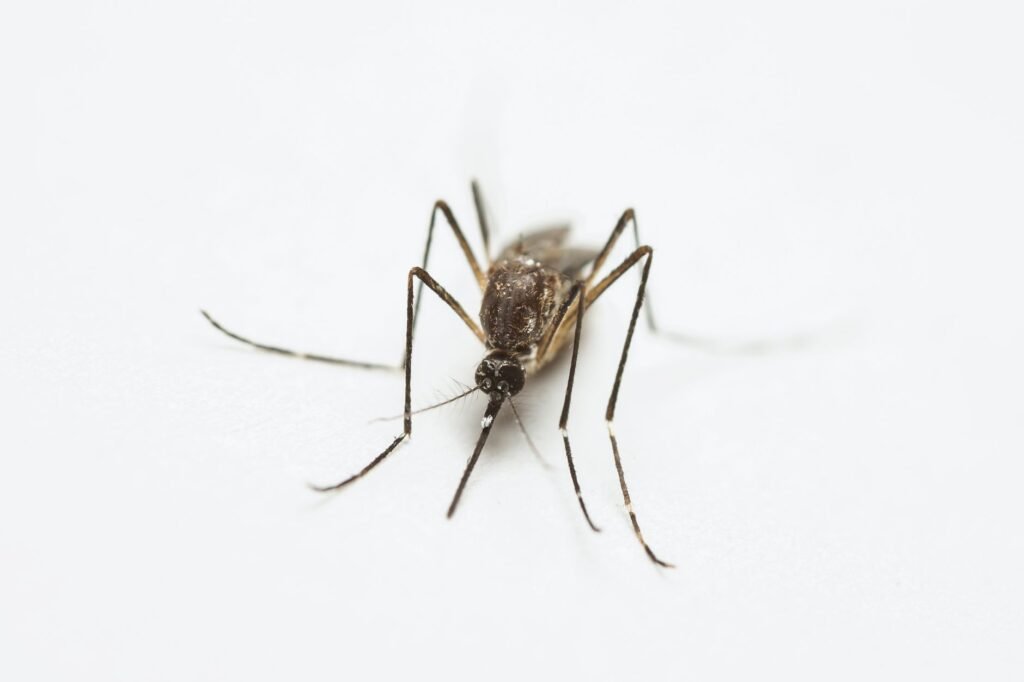 A City Mobilizes Against a Stubborn Health Threat: Mosquitoes