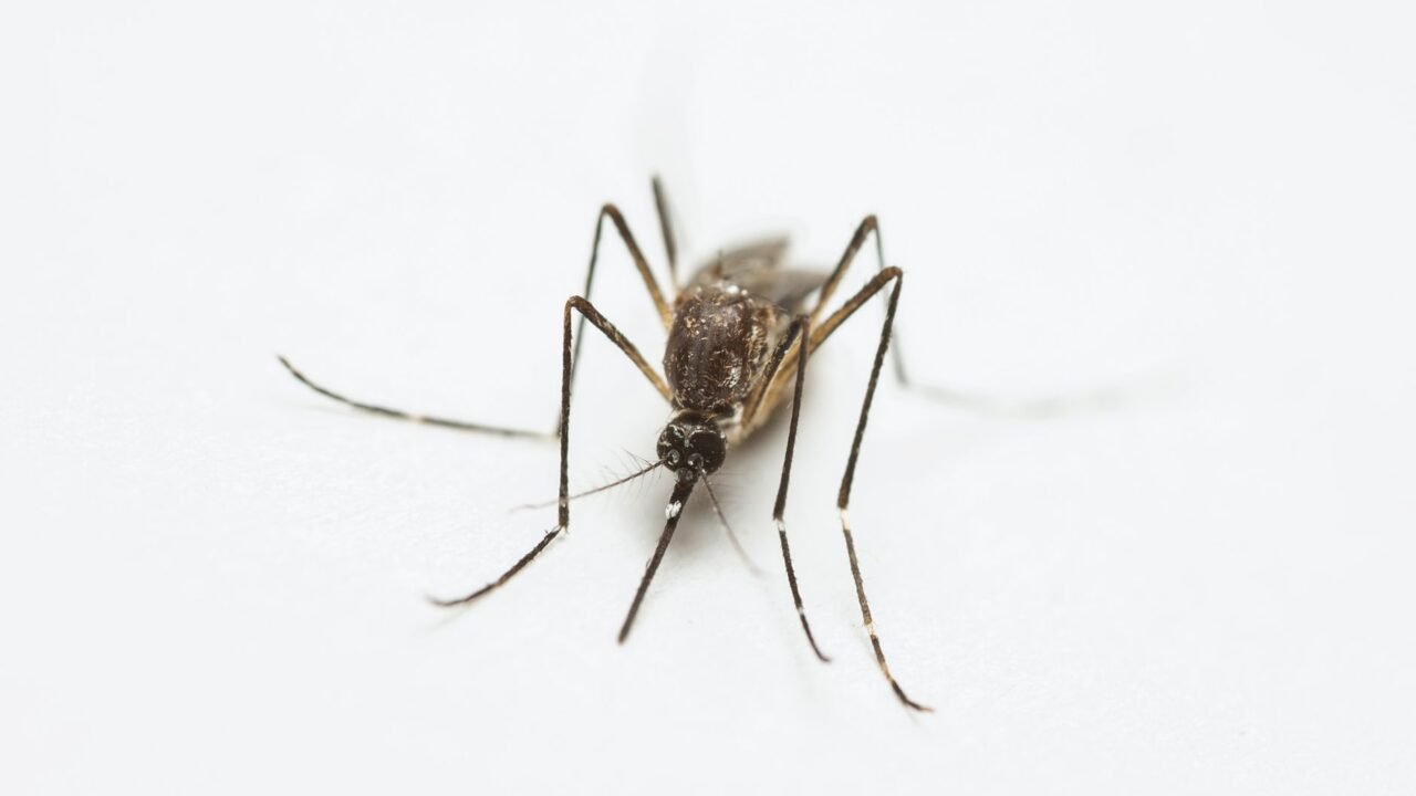 Brazil City’s Dengue Fight Offers Hope Amidst Global Health Challenges