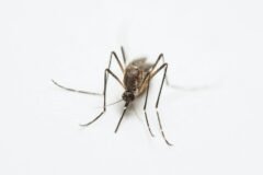 A City Mobilizes Against a Stubborn Health Threat: Mosquitoes
