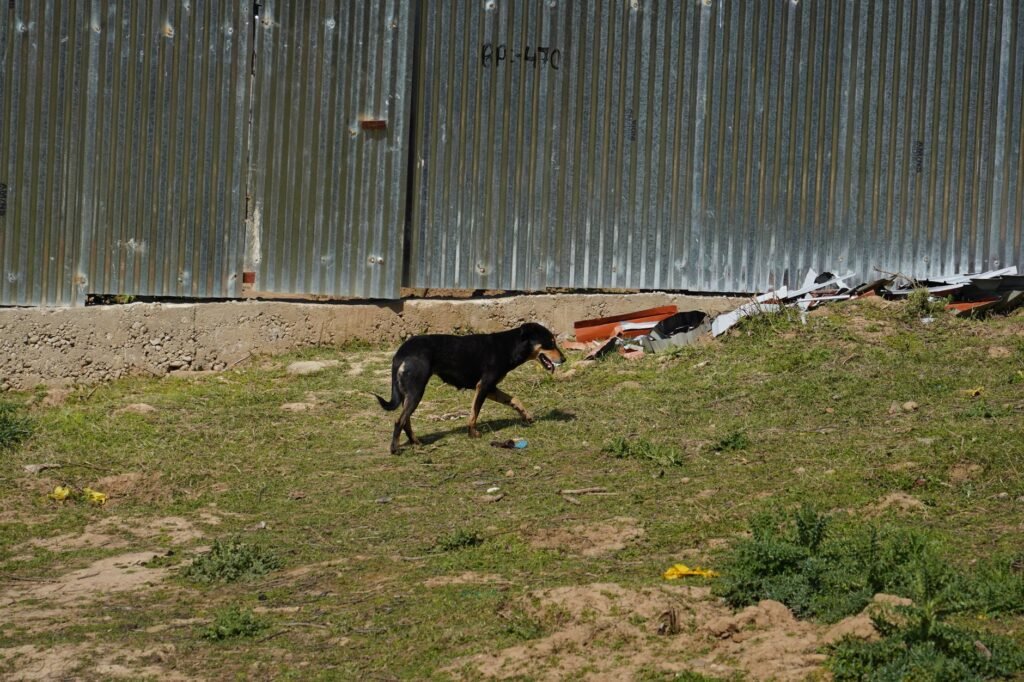 Address stray dog menace in Srinagar: J&K CM to officials