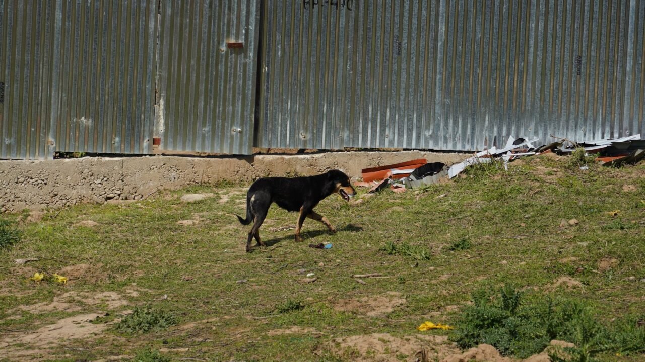 J&K CM Orders Urgent Action on Srinagar Stray Dog Crisis