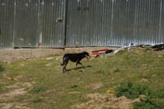Address stray dog menace in Srinagar: J&K CM to officials  